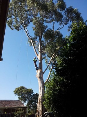 Simpson's Tree Service Pic 3 - Tree Removal Simpsons Tree Service