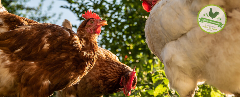 Ambello Bacteria Cultures Pic 1 - POULTRY PROBIOTICS AUSTRALIA