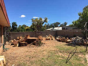 Bendigo tree service Pic 2