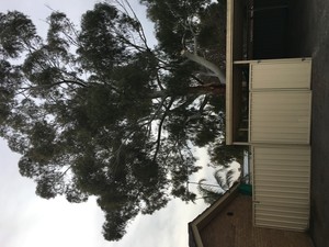 Bendigo tree service Pic 4