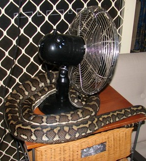 1300 Catch it Pic 3 - Carpet Python in house at the Gap