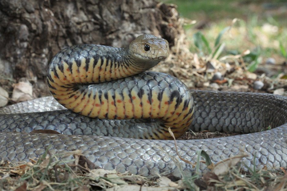 1300 Catch it Pic 1 - Eastern Brown common throughout Brisbane suburbs