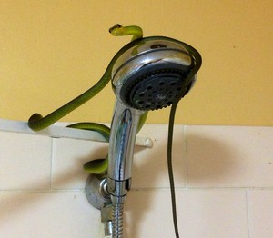 1300 Catch it Pic 4 - Green Tree snake found on shower head in Strathpine