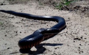 1300 Catch it Pic 2 - Red Belly Black snake caught in a living room in Rothwell