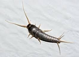 Silverfish Treatment Hobart Pic 2