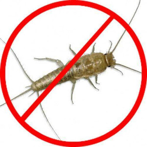 Silverfish Treatment Hobart Pic 3