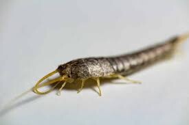 Silverfish Treatment Hobart Pic 5