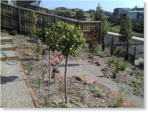 Plant N' Pave - Melbourne Landscaping Pic 3