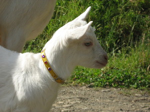 Goats of Gaia Soap Co. Pic 4