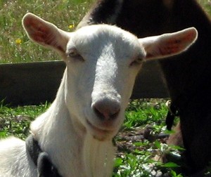 Goats of Gaia Soap Co. Pic 5