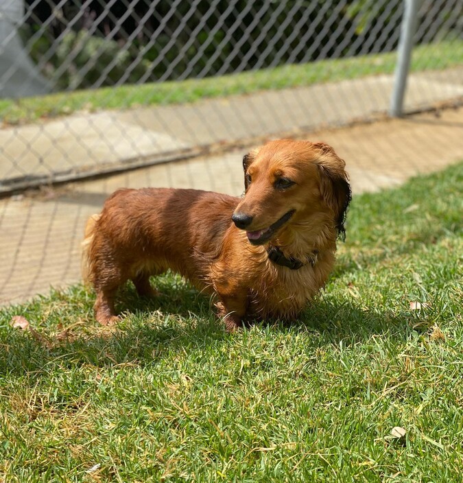 A Dogs Domain and Cats too Pic 2 - We offer longterm and shortterm dog boarding in Melbourne Our suites are spacious and can be either single occupied or shared Daily exercise is all part of our care and includes lots of interaction either by a members of our team andor other social