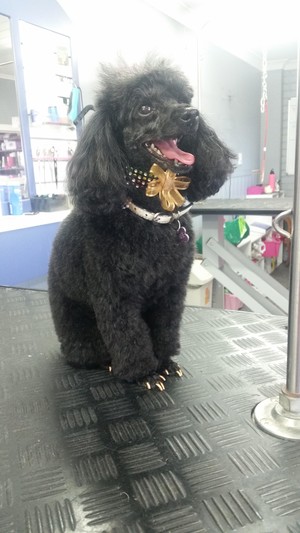 Top Mops Dog Grooming Pic 2