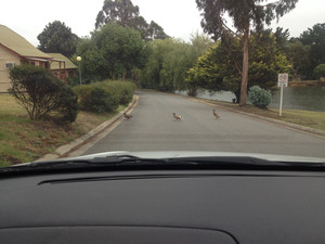 Hahndorf Resort Tourist Park Pic 4 - The ducks have right of way here and I think they know it