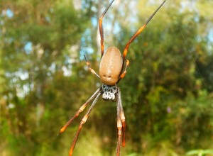 Westlake Pest & Termite Management Pic 3 - Golden orb spider