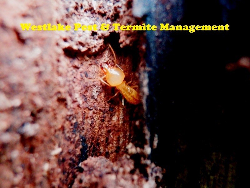 Westlake Pest & Termite Management Pic 1 - TermiteSchedorhino spp