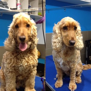 Lisa's Luxury Dog Grooming Pic 3