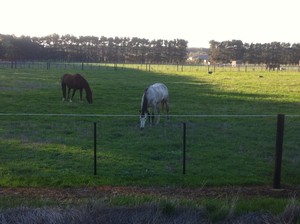 Bellarine Peninsula Thoroughbred Agistment Park Pic 4