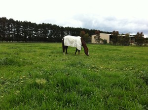 Bellarine Peninsula Thoroughbred Agistment Park Pic 5