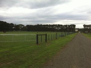 Bellarine Peninsula Thoroughbred Agistment Park Pic 3