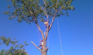 TOTAL TREE SERVICES Pic 2 - Tree Climbing