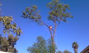 TOTAL TREE SERVICES Pic 3 - Rope Work