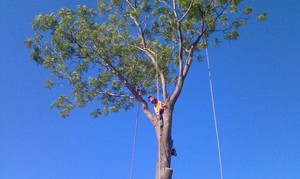 TOTAL TREE SERVICES Pic 4