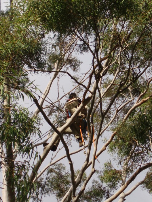 Adelaide Tree Care Pic 1