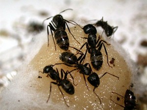 Free Pest Control Quotes Pic 3 - black ants