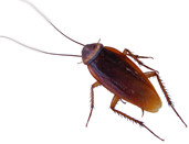 Free Pest Control Quotes Pic 2 - cockroach