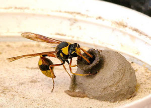 Free Pest Control Quotes Pic 5 - mud wasp