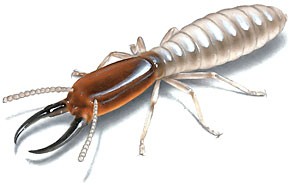 Free Pest Control Quotes Pic 4 - termite