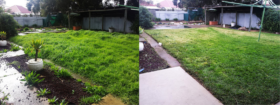 Commercial CleanFreaks Pty Ltd Pic 1 - Back Yard Before After Services included lawn mowing weed removal weed killing edge trimming dog poo scoop and pressure washing of patio areas