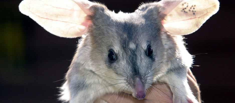 Save the Bilby Fund Pic 1