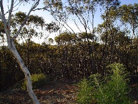 Lions Dryandra Woodlands Village Pic 1 - Lions Dryandra Village Cuballing Western Australia