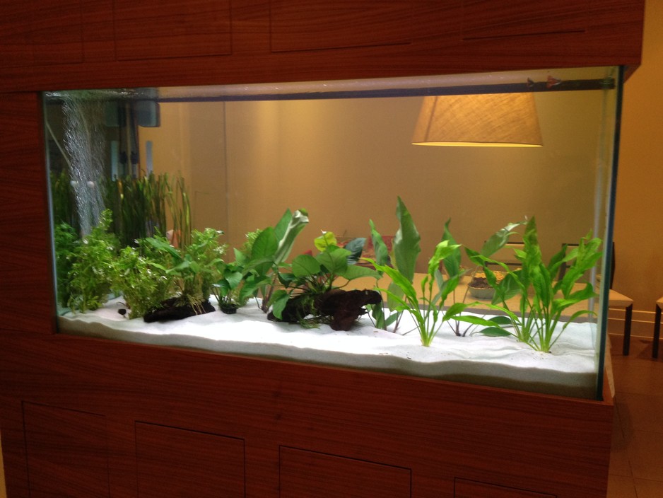 Ace Aquarium & Pond Maintenance Pic 1