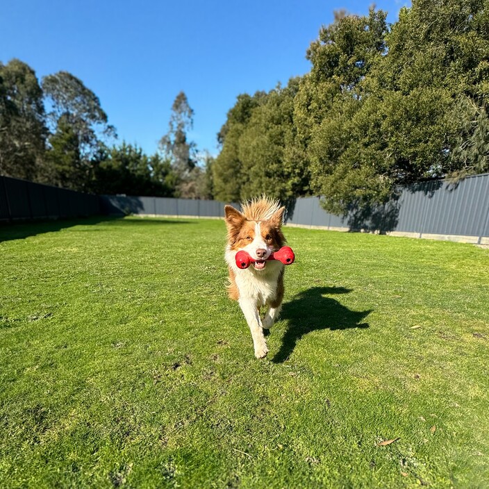 Kip Mornington Dog Boarding Pic 1