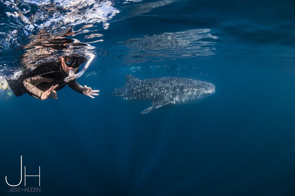 Exmouth Dive & Whalesharks Ningaloo Pic 1