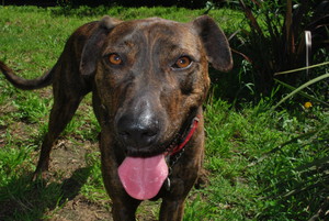 Yourbabymybaby Pic 2 - Diesel loves a good long walk