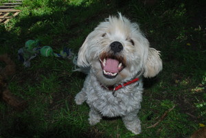 Yourbabymybaby Pic 3 - Pip loves to chase his ball at the park