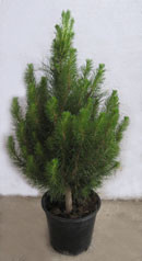 Merlinos Christmas Trees Pic 4 - Christmas tree in a pot