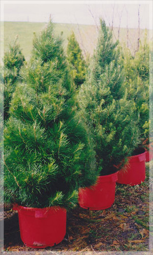 Merlinos Christmas Trees Pic 3 - Potted christmas trees