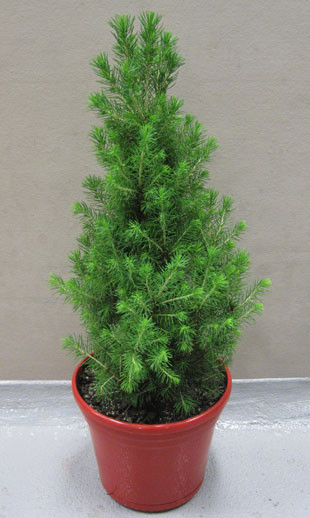 Merlinos Christmas Trees Pic 1 - White spruce christmas trees