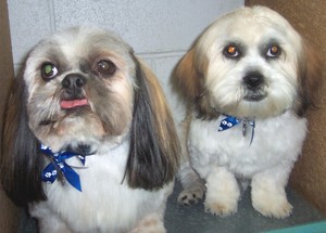 Pooch Grooming Salon Pic 2 - Cute pair after grooms