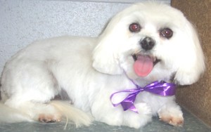 Pooch Grooming Salon Pic 3 - Pretty maltese feeling great with new hair do