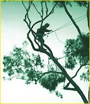 Lance's Tree Care Pic 1 - Tree removal to all areas of Brisbane South dead wood tree removal dead branch removal Brisbane