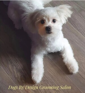 Dogs By Design Grooming Salon Pic 3